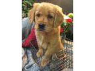 Golden Retriever Puppy for sale in Goldendale, WA, USA