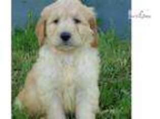 Goldendoodle Puppy for sale in Harrisburg, PA, USA