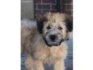 Soft Coated Wheaten Terrier Puppy for sale in Lehi, UT, USA