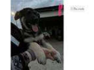 German Shepherd Dog Puppy for sale in Joplin, MO, USA