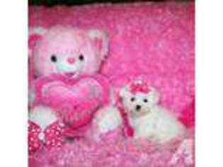 Maltese Puppy for sale in ROGERS, AR, USA