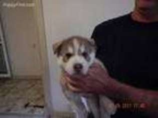 Siberian Husky Puppy for sale in West Lafayette, IN, USA