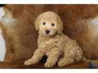 Labradoodle Puppy for sale in Johnstown, OH, USA