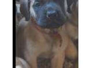 Mastiff Puppy for sale in Panama City, FL, USA