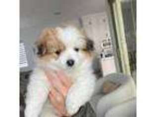 Maltipom Puppy for sale in Irvine, CA, USA