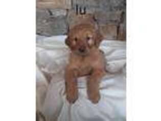 Golden Retriever Puppy for sale in Rexford, MT, USA