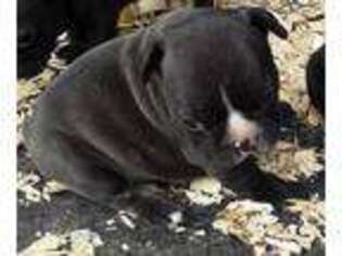 French Bulldog Puppy for sale in Linn Creek, MO, USA
