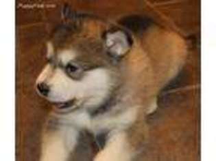 Alaskan Malamute Puppy for sale in Mesa, AZ, USA