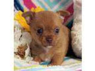 Chihuahua Puppy for sale in Saint Joe, IN, USA
