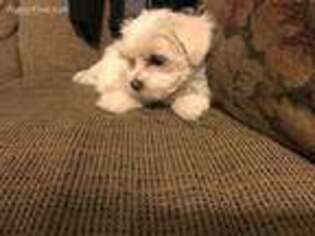 Maltese Puppy for sale in Killeen, TX, USA