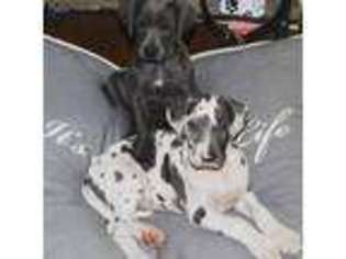 Great Dane Puppy for sale in Syracuse, NY, USA