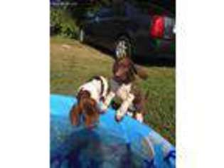 German Shorthaired Pointer Puppy for sale in Cromwell, CT, USA