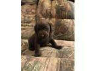 Labrador Retriever Puppy for sale in Bridgeport, OH, USA