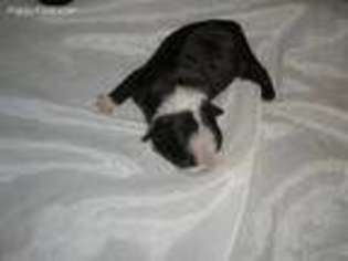 Boston Terrier Puppy for sale in Apache Junction, AZ, USA