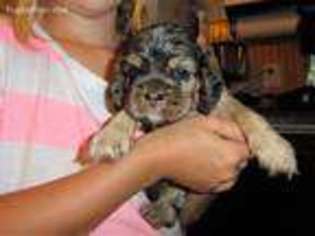 Cocker Spaniel Puppy for sale in Alford, FL, USA