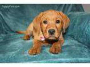 Labrador Retriever Puppy for sale in Mountville, PA, USA