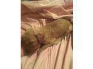 Goldendoodle Puppy for sale in Kinta, OK, USA