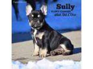 French Bulldog Puppy for sale in Yankton, SD, USA