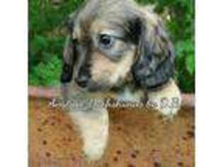 Dachshund Puppy for sale in Ben Wheeler, TX, USA