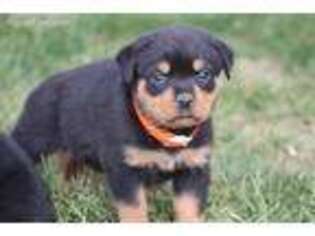 Rottweiler Puppy for sale in Newmanstown, PA, USA