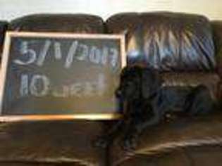 Great Dane Puppy for sale in Binger, OK, USA