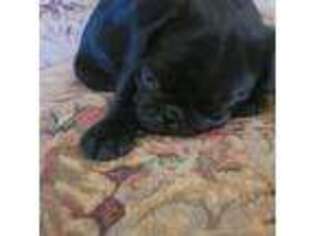 Pug Puppy for sale in Cadiz, OH, USA