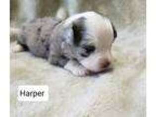 Miniature Australian Shepherd Puppy for sale in Lovington, IL, USA