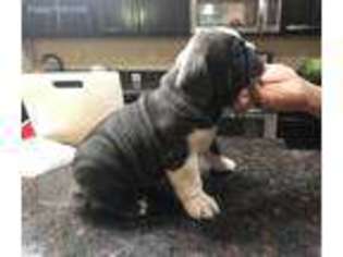 Bulldog Puppy for sale in Glendale, AZ, USA