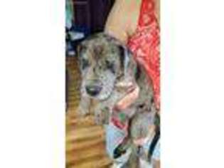 Great Dane Puppy for sale in Heber Springs, AR, USA