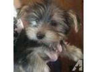 Yorkshire Terrier Puppy for sale in GLENDON, NC, USA