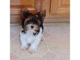 Biewer Terrier Puppy for sale in Sumner, IA, USA