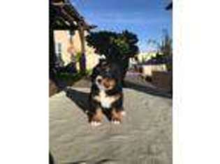 Bernese Mountain Dog Puppy for sale in Baldwin Park, CA, USA