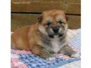 Shiba Inu Puppy for sale in Lamar, MO, USA