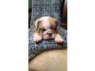Bulldog Puppy for sale in Plymouth, OH, USA