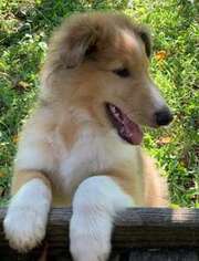 Collie Puppy for sale in Atlanta, GA, USA