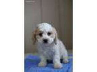 Cavachon Puppy for sale in Baltic, OH, USA
