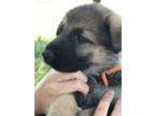 German Shepherd Dog Puppy for sale in Alton, MO, USA