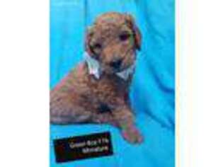 Goldendoodle Puppy for sale in Ogden, IA, USA