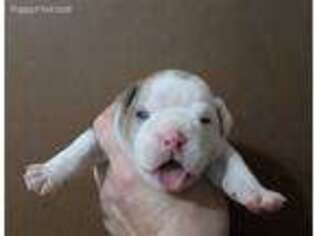 Olde English Bulldogge Puppy for sale in Fayetteville, AR, USA