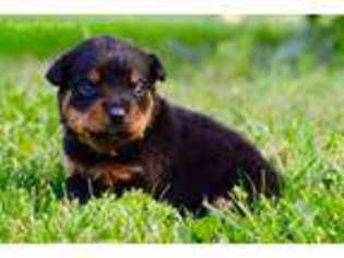 Rottweiler Puppy for sale in Oshkosh, WI, USA