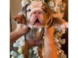 Bulldog Puppy for sale in Cookeville, TN, USA