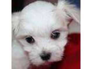 Maltese Puppy for sale in Gaylord, MI, USA