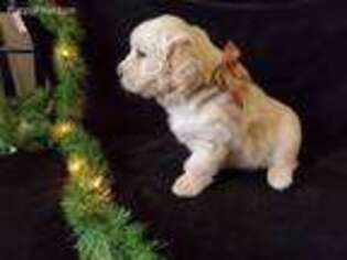 Golden Retriever Puppy for sale in Ripley, OH, USA
