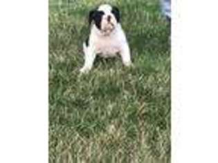 Olde English Bulldogge Puppy for sale in Mitchell, SD, USA