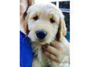 Goldendoodle Puppy for sale in BOTHELL, WA, USA
