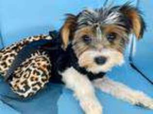 Biewer Terrier Puppy for sale in Fort Worth, TX, USA