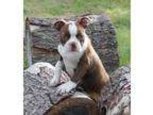 Boston Terrier Puppy for sale in GRAPELAND, TX, USA