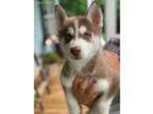 Siberian Husky Puppy for sale in Moneta, VA, USA
