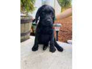 Labradoodle Puppy for sale in Lakewood, WA, USA