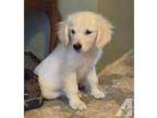 Golden Retriever Puppy for sale in RACINE, WI, USA